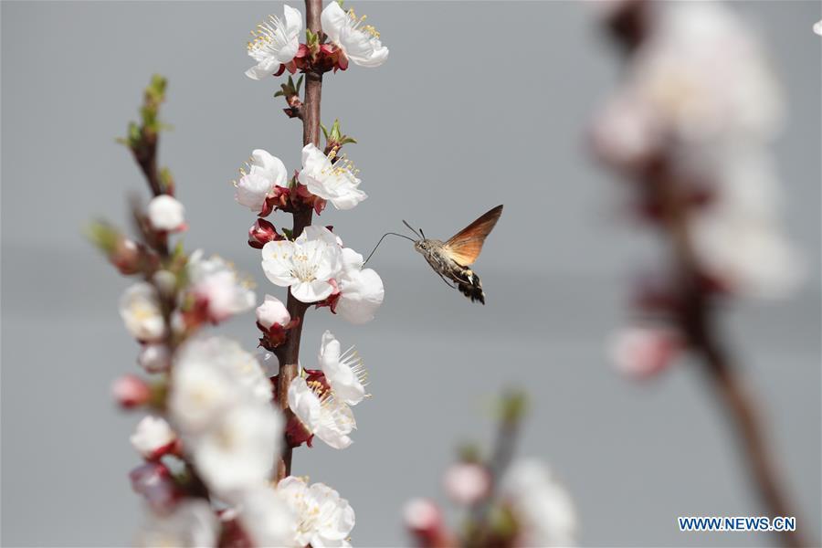 Hummingbird hawk-moth seen in north China(1/1)